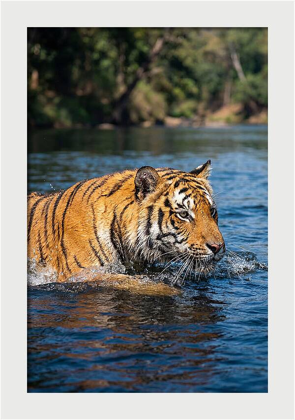 Asian Tiger In Water