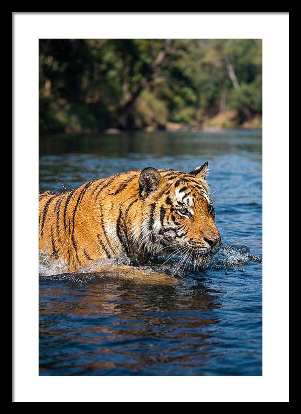 Asian Tiger In Water