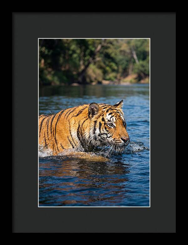 Asian Tiger In Water