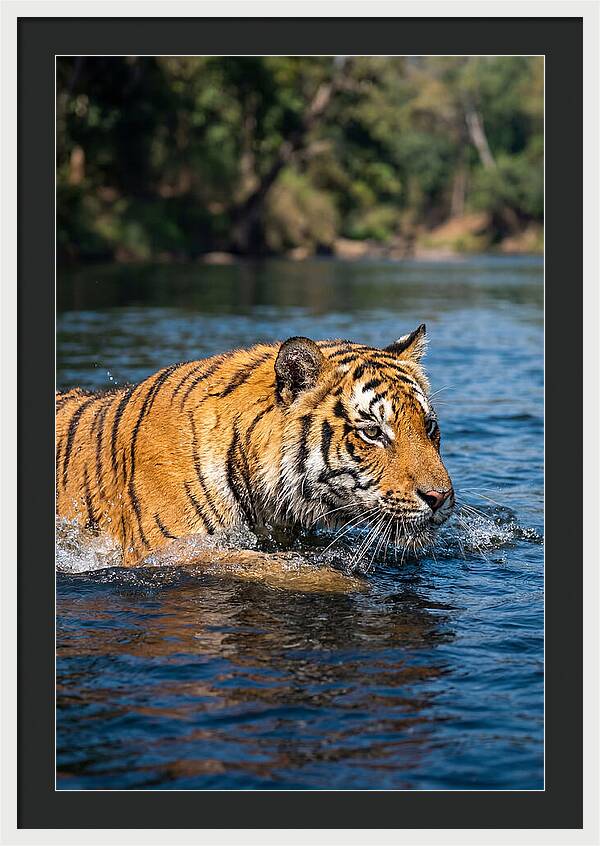 Asian Tiger In Water