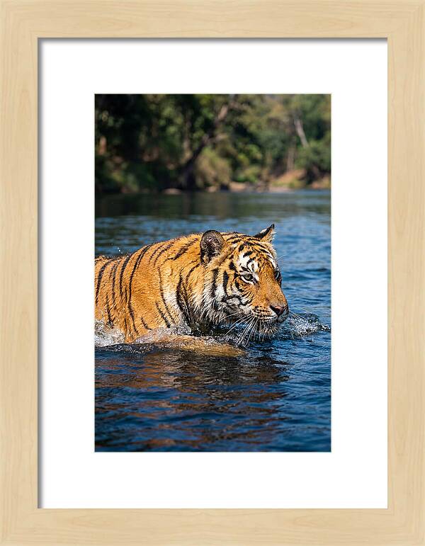 Asian Tiger In Water