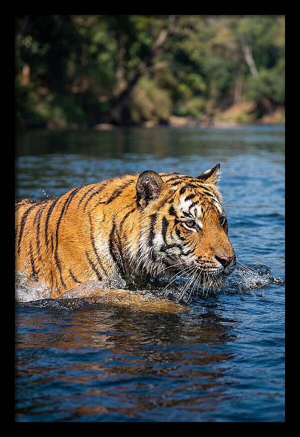 Asian Tiger In Water