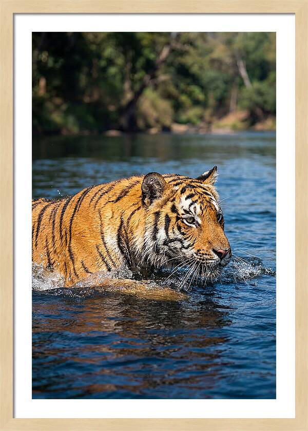 Asian Tiger In Water