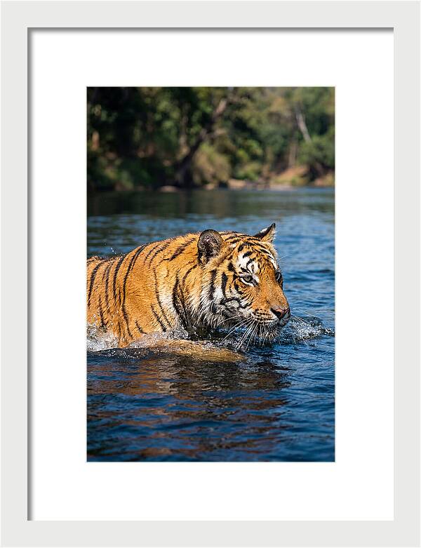 Asian Tiger In Water