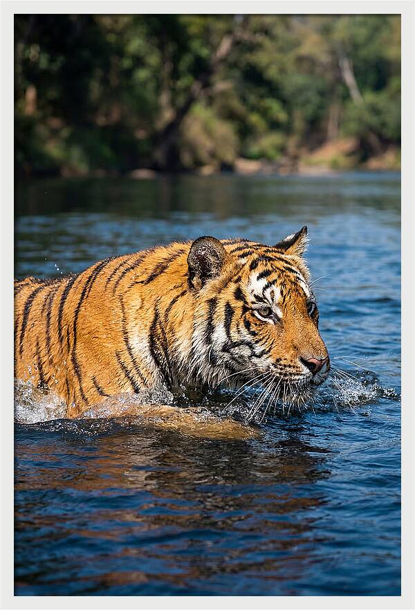 Asian Tiger In Water