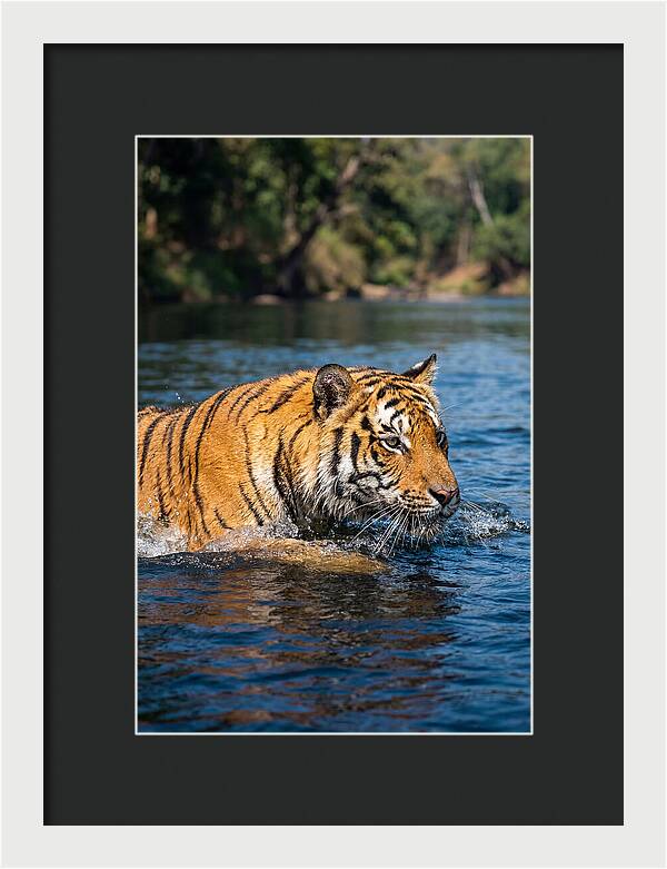 Asian Tiger In Water