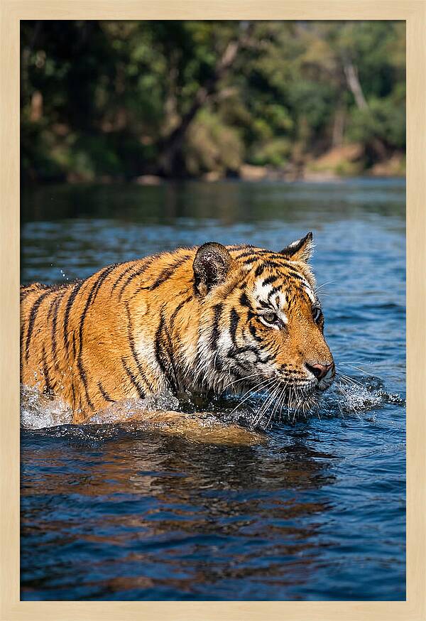 Asian Tiger In Water