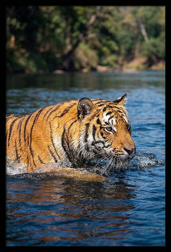 Asian Tiger In Water