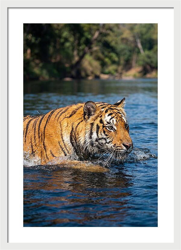 Asian Tiger In Water