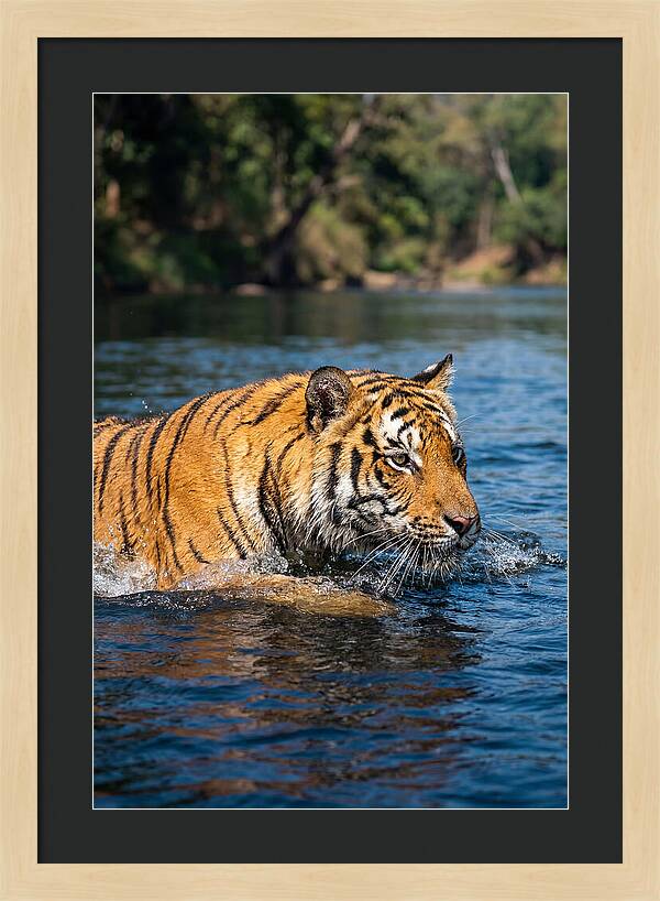 Asian Tiger In Water