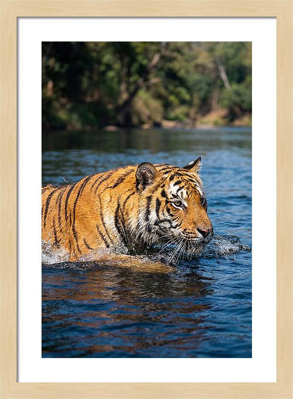 Asian Tiger In Water