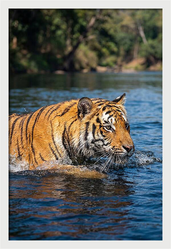 Asian Tiger In Water