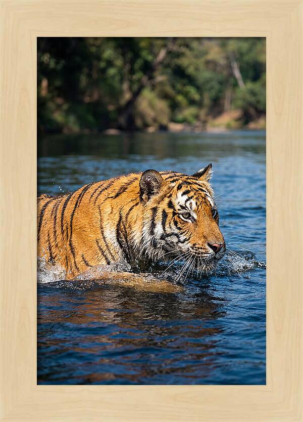 Asian Tiger In Water