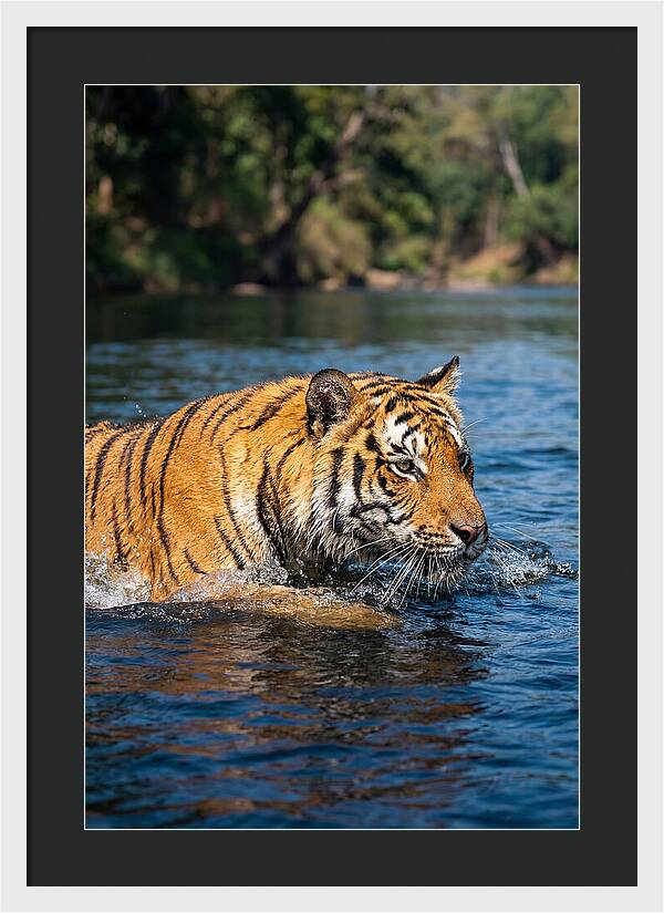 Asian Tiger In Water