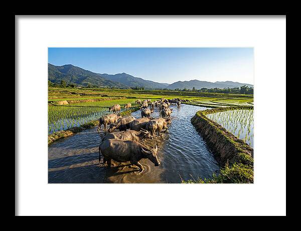 Asian Water Buffalo In Paddy Fields