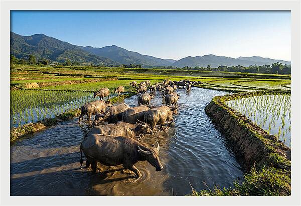 Asian Water Buffalo In Paddy Fields