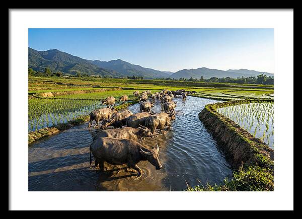 Asian Water Buffalo In Paddy Fields