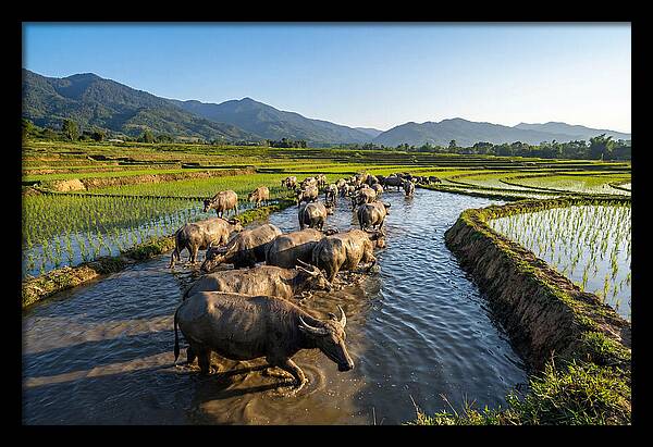 Asian Water Buffalo In Paddy Fields