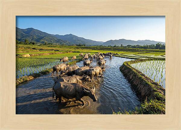 Asian Water Buffalo In Paddy Fields