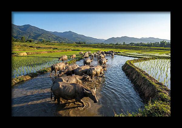 Asian Water Buffalo In Paddy Fields
