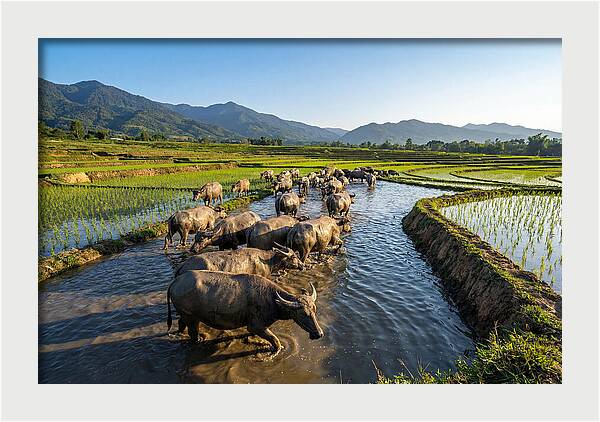 Asian Water Buffalo In Paddy Fields