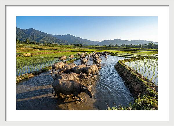 Asian Water Buffalo In Paddy Fields