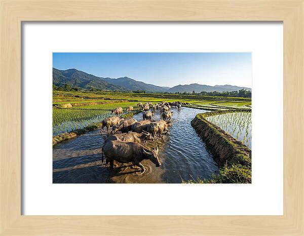Asian Water Buffalo In Paddy Fields