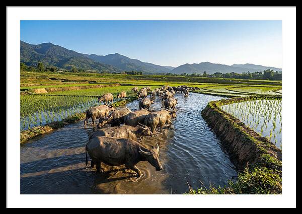 Asian Water Buffalo In Paddy Fields