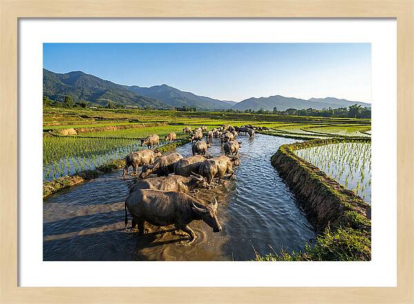 Asian Water Buffalo In Paddy Fields