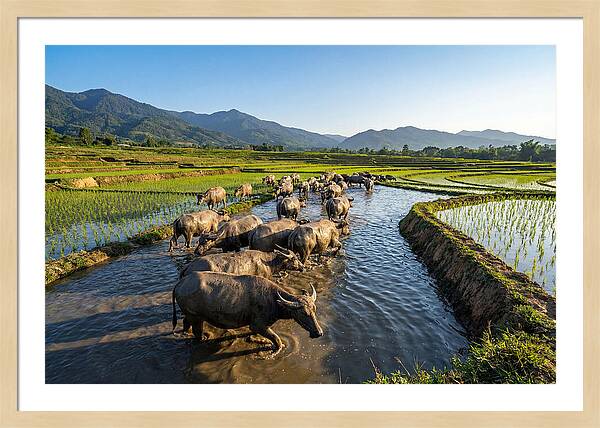 Asian Water Buffalo In Paddy Fields