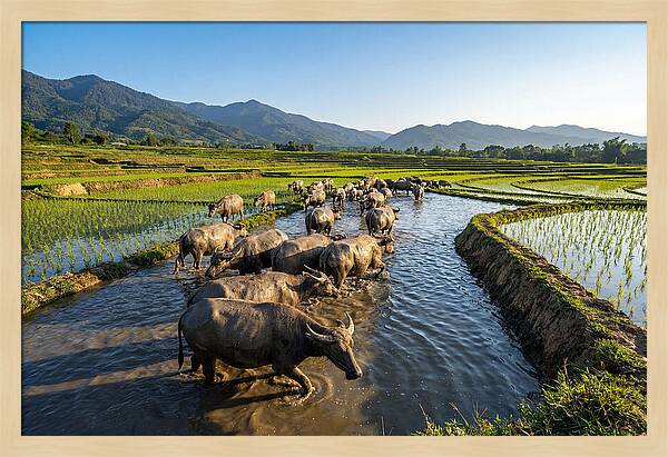 Asian Water Buffalo In Paddy Fields