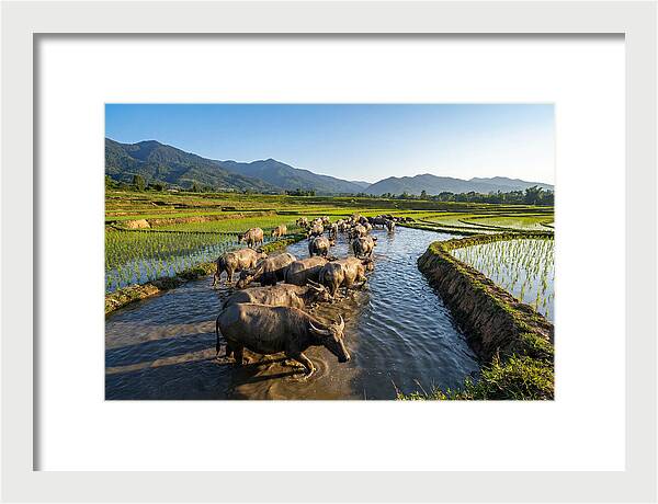 Asian Water Buffalo In Paddy Fields
