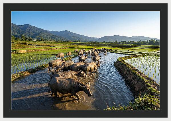 Asian Water Buffalo In Paddy Fields