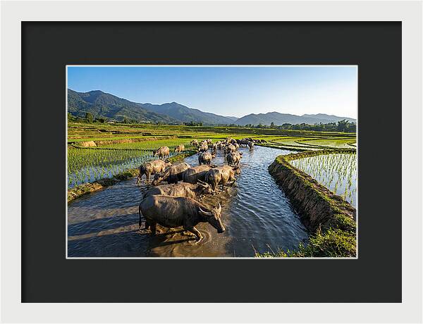 Asian Water Buffalo In Paddy Fields