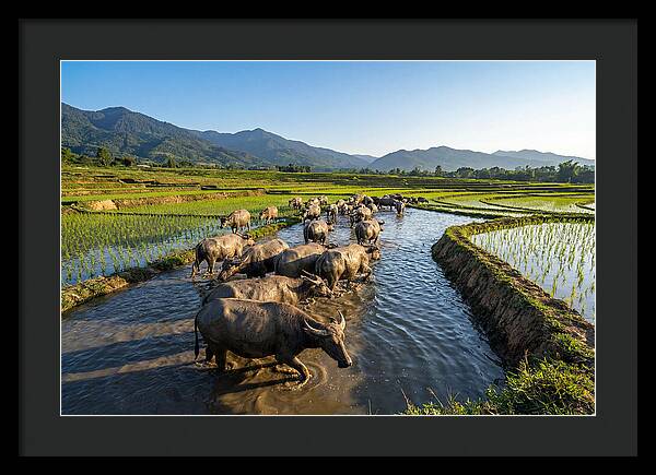 Asian Water Buffalo In Paddy Fields