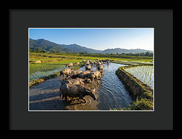 Asian Water Buffalo In Paddy Fields
