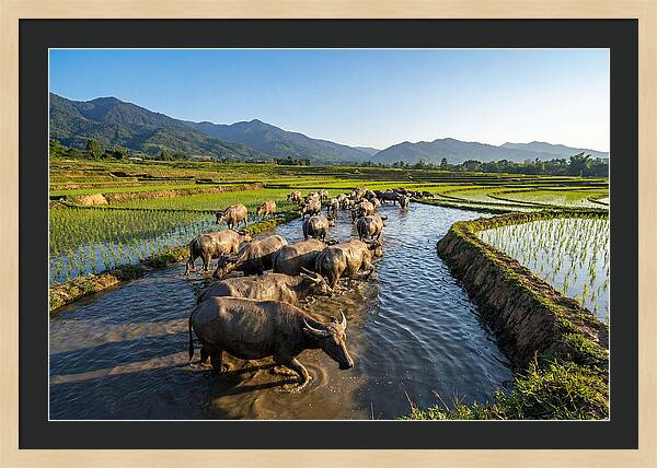 Asian Water Buffalo In Paddy Fields
