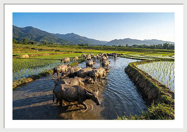 Asian Water Buffalo In Paddy Fields