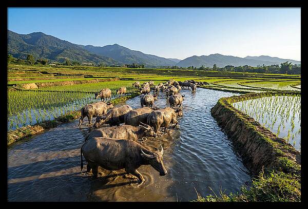 Asian Water Buffalo In Paddy Fields
