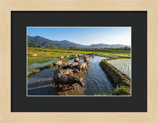 Asian Water Buffalo In Paddy Fields