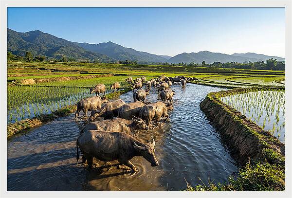 Asian Water Buffalo In Paddy Fields