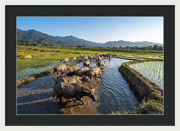 Asian Water Buffalo In Paddy Fields
