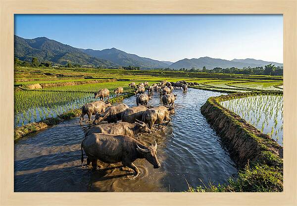 Asian Water Buffalo In Paddy Fields