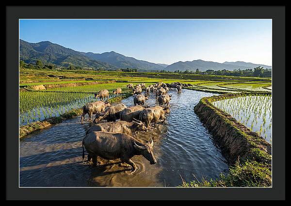 Asian Water Buffalo In Paddy Fields