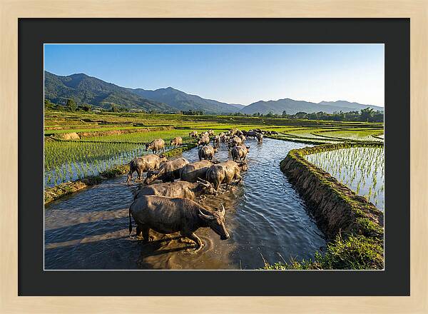 Asian Water Buffalo In Paddy Fields