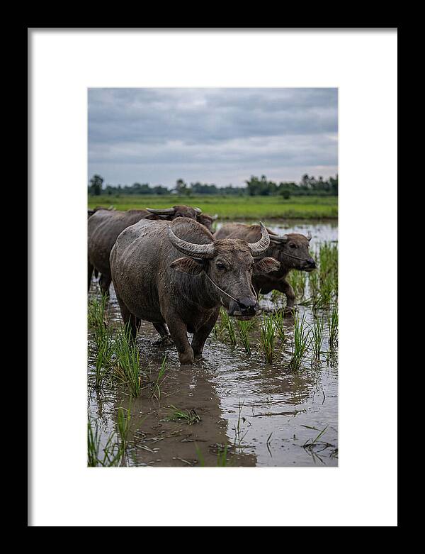 Asian Water Buffalo In Rice Paddy