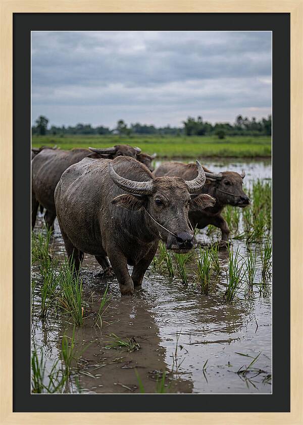 Asian Water Buffalo In Rice Paddy