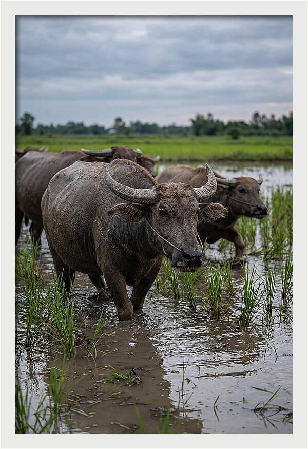 Asian Water Buffalo In Rice Paddy