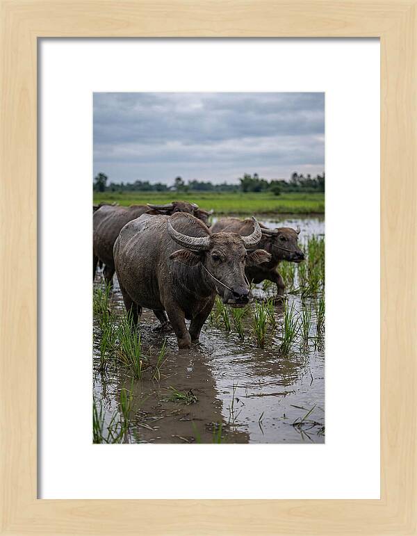 Asian Water Buffalo In Rice Paddy