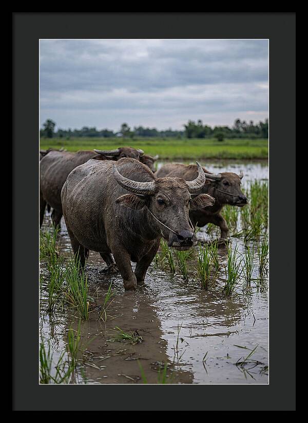 Asian Water Buffalo In Rice Paddy